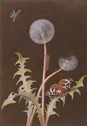 Dente di leone (Taraxacum officinale) con insetti